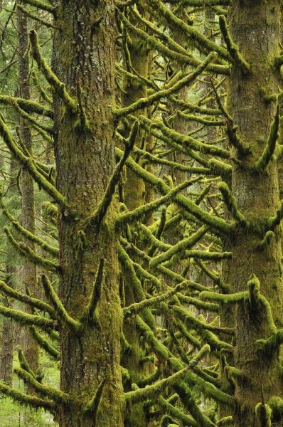 OR, Silver Falls Moss-draped Douglas fir trees
